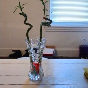 Beta fish vase as a center of iece